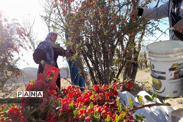 برداشت یاقوت سرخ در روستای بیژائم استان خراسان جنوبی