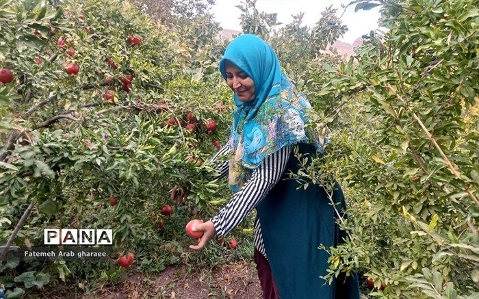 معجزه انار پخته در رفع سرماخوردگی