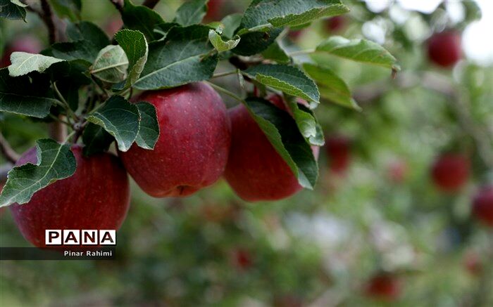 ‌بی‌مهری علیه مرغوب‌ترین سیب کشور در باغ‌ شهر ایران