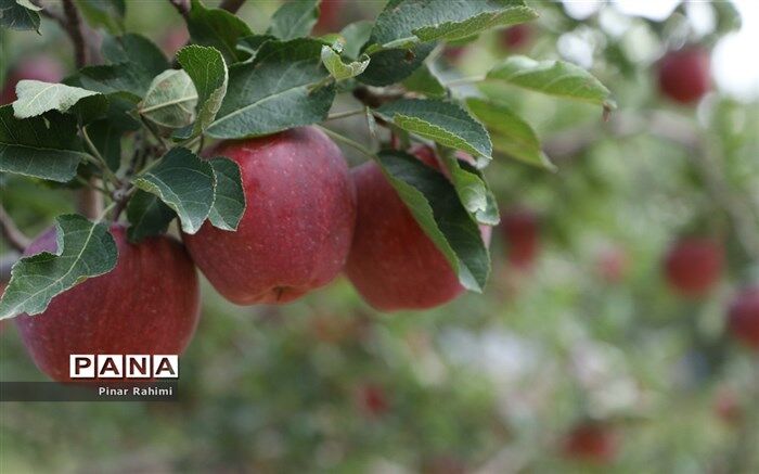 ‌بی‌مهری علیه مرغوب‌ترین سیب کشور در باغ‌ شهر ایران