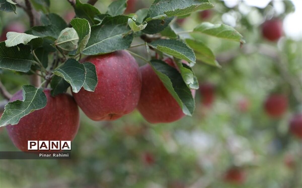 ‌بی‌مهری علیه مرغوب‌ترین سیب کشور در باغ‌ شهر ایران