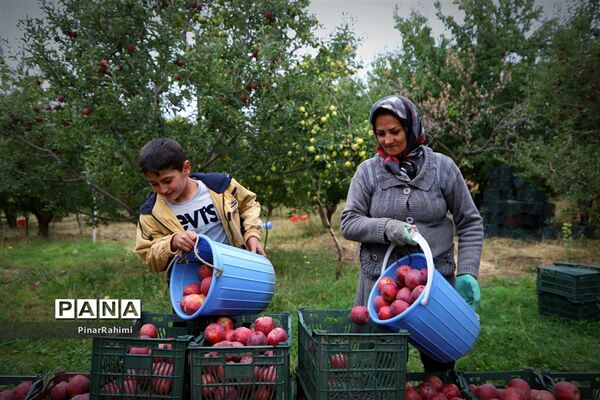 برگزاری جشنواره سیب مراغه