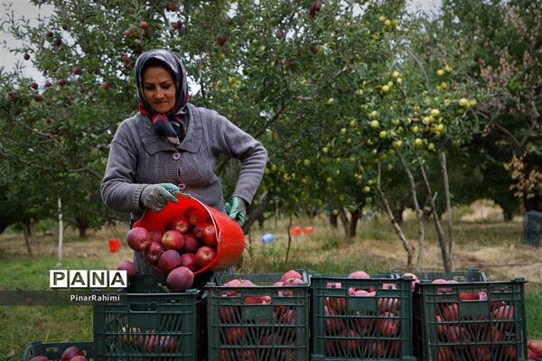 برگزاری جشنواره سیب مراغه