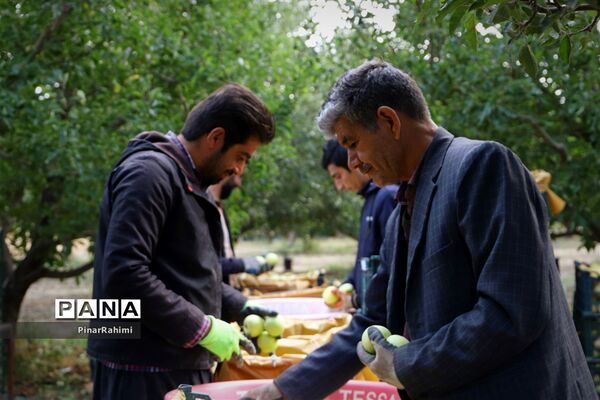 برگزاری جشنواره سیب مراغه