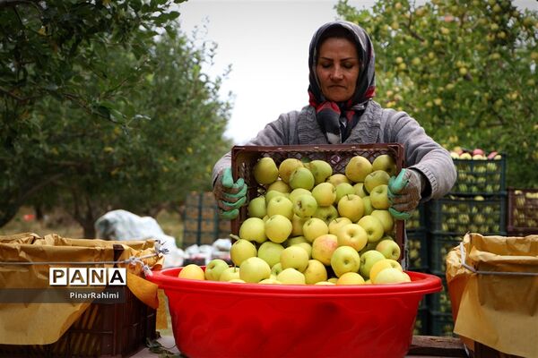 برگزاری جشنواره سیب مراغه