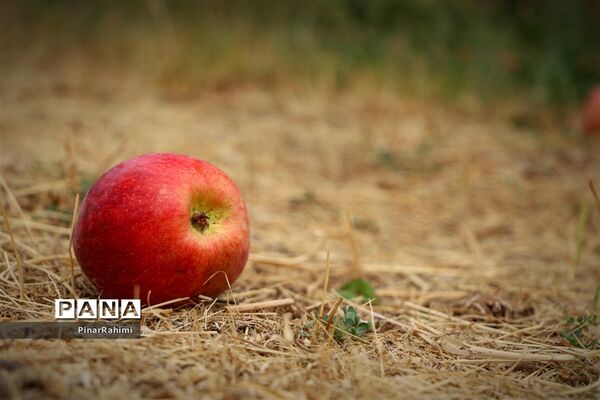 برگزاری جشنواره سیب مراغه
