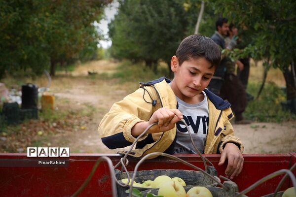برگزاری جشنواره سیب مراغه