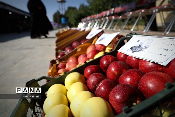 برگزاری جشنواره سیب مراغه