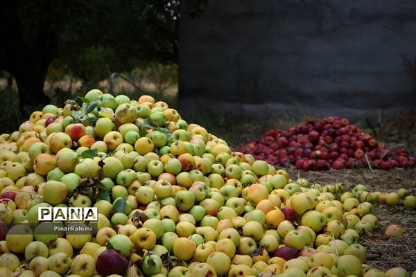 برگزاری جشنواره سیب مراغه