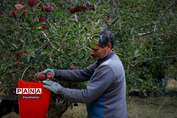 برگزاری جشنواره سیب مراغه