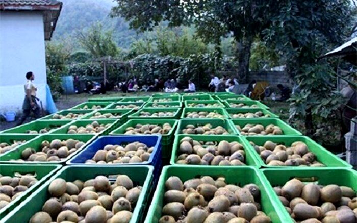 آمادگی وزارت صمت برای تحویل ۱۰ هزار خودرو به جانبازان