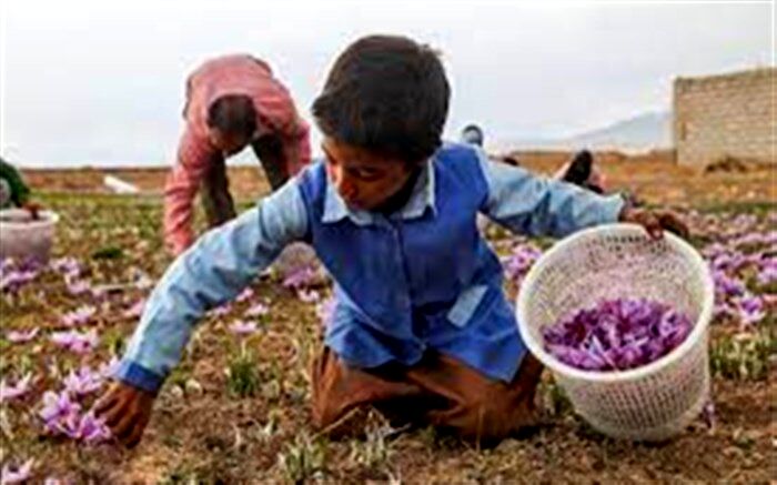 برداشت طلای سرخ در روستای علوی کاشان/ فیلم