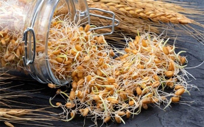 پوست و موی سالم و افزایش طول عمر با مصرف جوانه گندم
