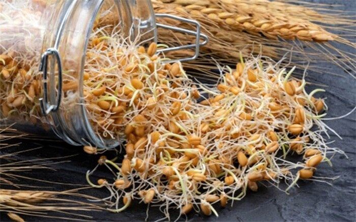 پوست و موی سالم و افزایش طول عمر با مصرف جوانه گندم