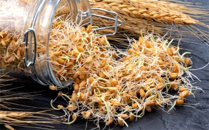 پوست و موی سالم و افزایش طول عمر با مصرف جوانه گندم