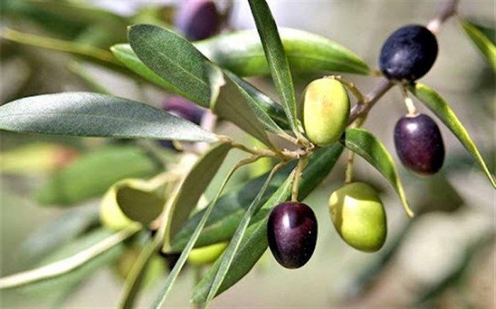 آغاز خرید حمایتی میوه روغنی زیتون به قیمت حداکثر ۲۵ هزار تومان