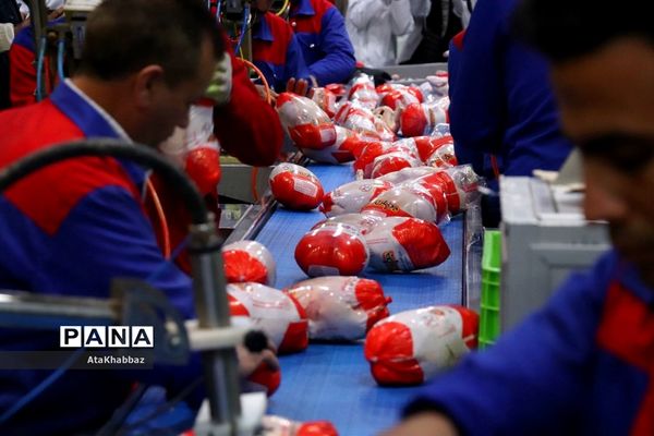 کشتارگاه مرغ مرند