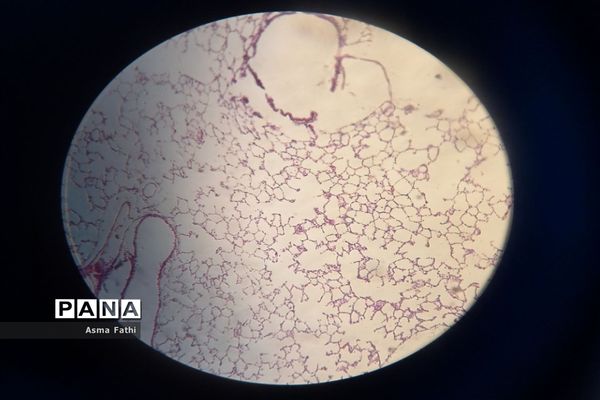 بازدید دانش‌آموزان دبیرستان علامه‌طباطبایی از پژوهش‌سرای رازی
