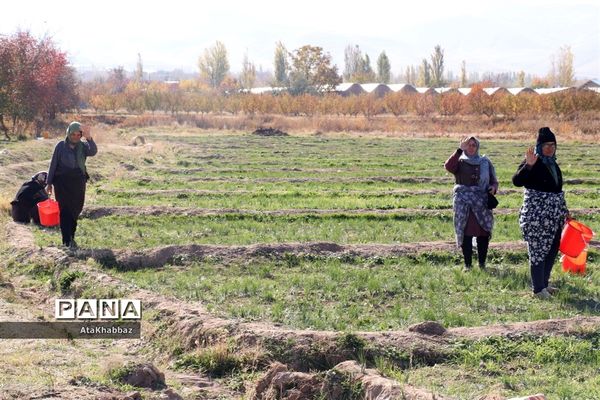 برداشت زعفران در مرند
