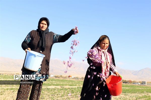 برداشت زعفران در مرند