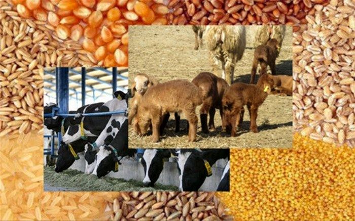 حمایت از دامداران با تهاتر دام با نهاده