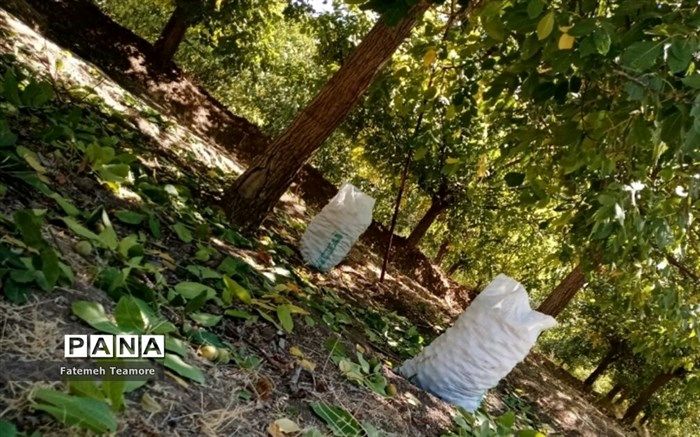 بهترین روش خشک‌کردن گردوی تازه