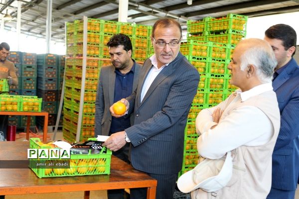 بازدید از واحدهای بسته‌بندی و صادرات مرکبات در میاندورود