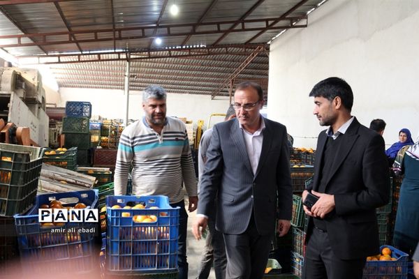 بازدید از واحدهای بسته‌بندی و صادرات مرکبات در میاندورود