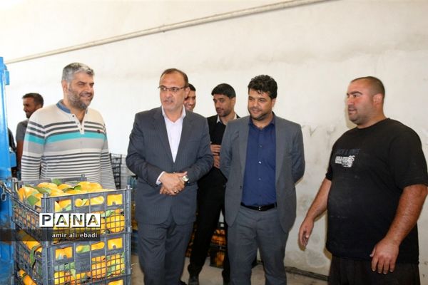 بازدید از واحدهای بسته‌بندی و صادرات مرکبات در میاندورود