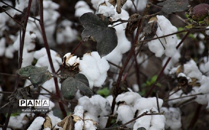 احیای سازمان پنبه در دست پیگیری است