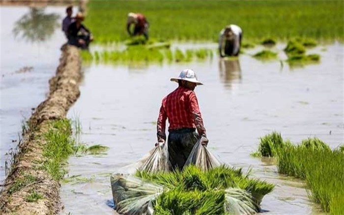 اجرای کشت قراردادی دست دلال‌ها را از محصولات کشاورزی کوتاه کرد