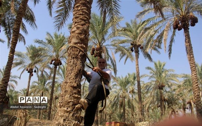 تدارک ۱۰۰ هزار تن خرما برای ماه مبارک رمضان در سراسر کشور