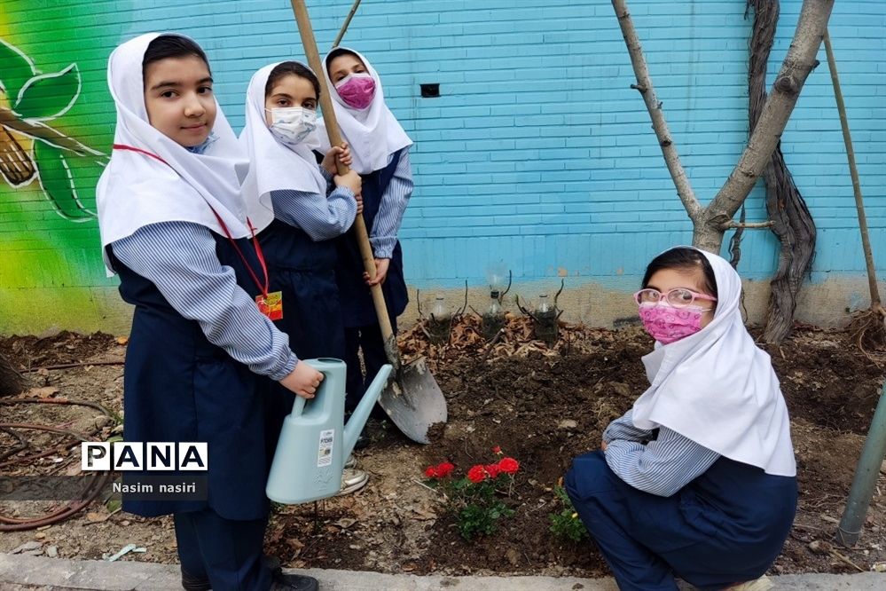 از 1  میلیارد درخت کاشته شده 300 میلیون برای تولید چوب قطع خواهد شد