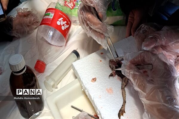 کارگاه آناتومی و تشریح حیوانات آزمایشگاهی در پاکدشت