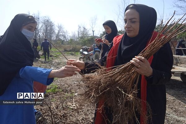 کاشت ۳۱۳ اصله نهال (هردانش‌آموز یک نهال)در روز درختکاری