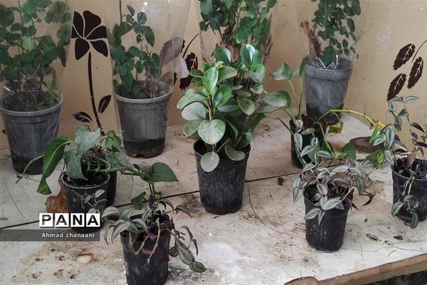 آیین نمادین درختکاری در مدارس کارون