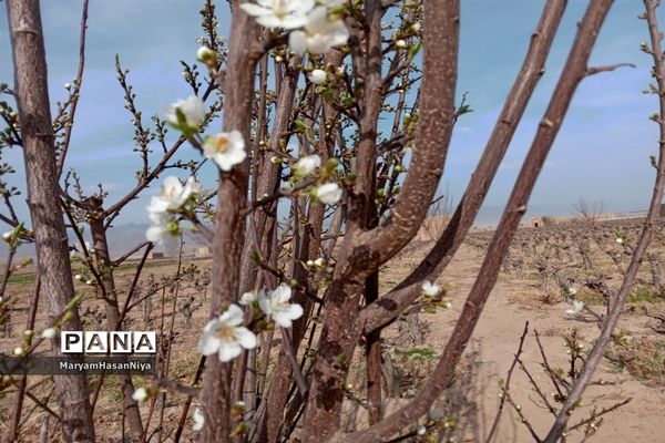 طبیعت اولین چیزی است که مژده آمدن بهار را به ما می‌دهد