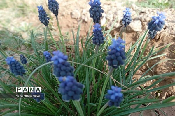 طبیعت اولین چیزی است که مژده آمدن بهار را به ما می‌دهد