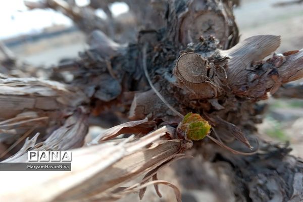 طبیعت اولین چیزی است که مژده آمدن بهار را به ما می‌دهد