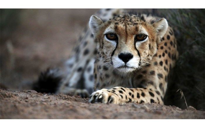 انجام سونوگرافی «ایران» در اواخر اسفندماه