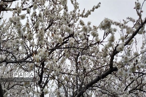 شکوفه های بهاری بر قامت درختان خوشنام ملارد