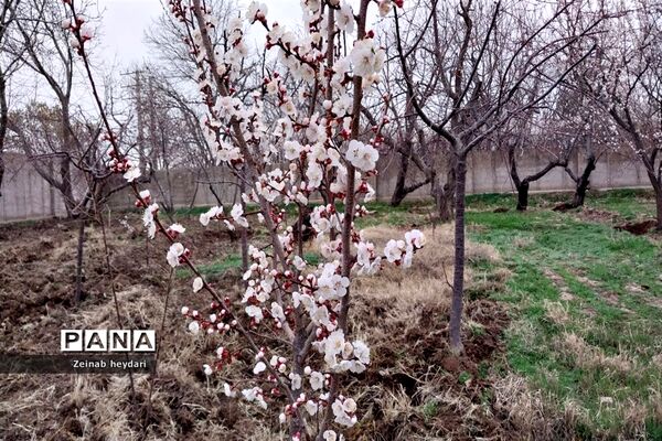 شکوفه های بهاری بر قامت درختان خوشنام ملارد
