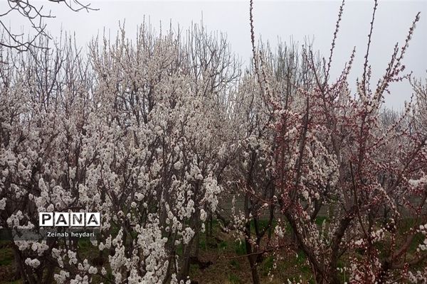 شکوفه های بهاری بر قامت درختان خوشنام ملارد