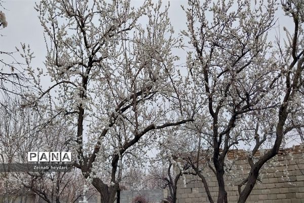 شکوفه های بهاری بر قامت درختان خوشنام ملارد