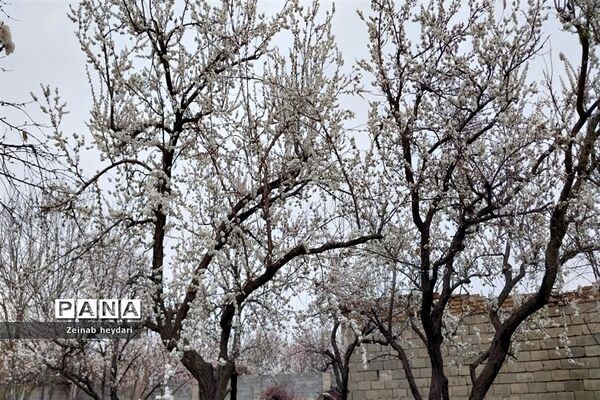 شکوفه های بهاری بر قامت درختان خوشنام ملارد