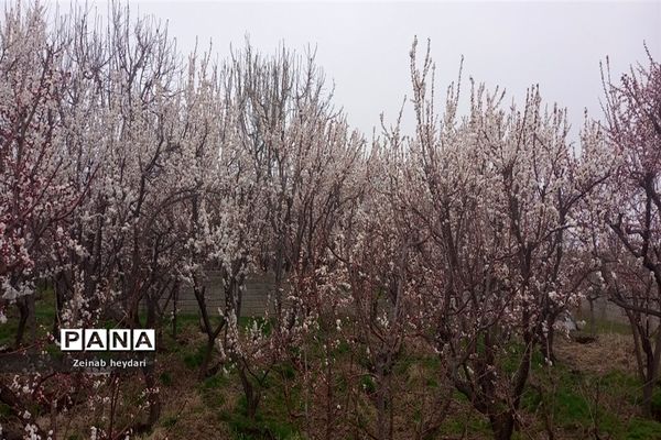 شکوفه های بهاری بر قامت درختان خوشنام ملارد