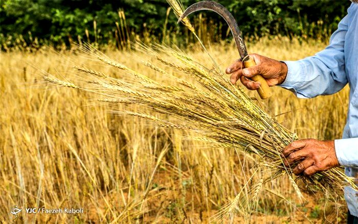 نرخ رشد ارزش افزوده کشاورزی به 3.7 واحد رسید