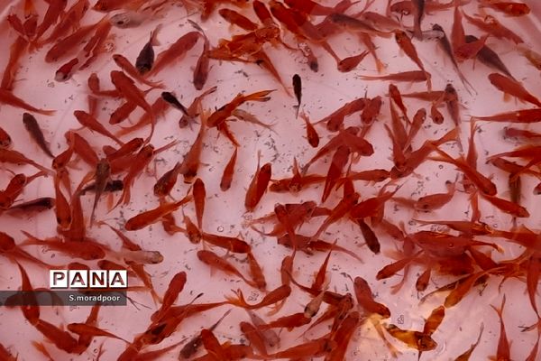 حال و هوای نوروزی در بازار شهرکرد