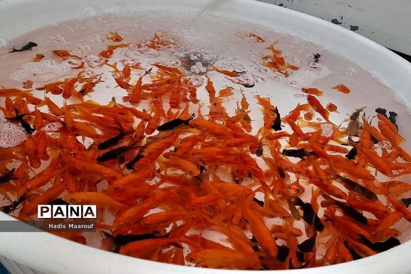 حال و هوای بازار نسیم‌شهر در روزهای پایان سال