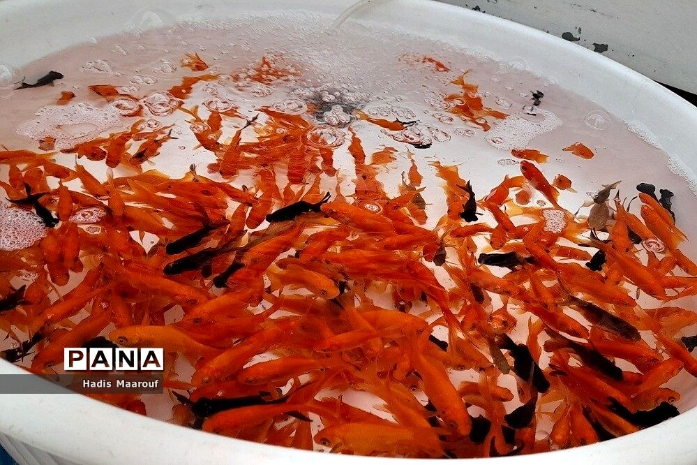 حال و هوای بازار نسیم‌شهر در روزهای پایان سال
